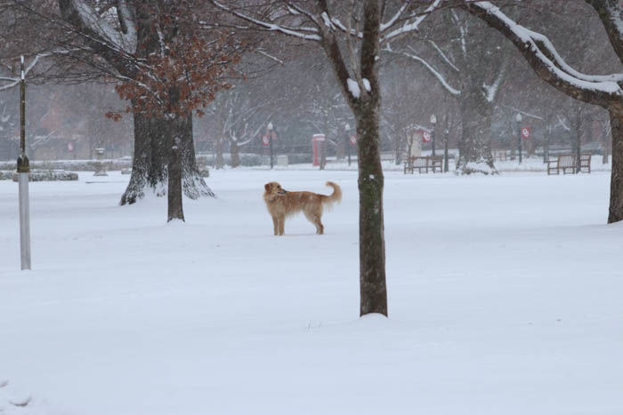 Snow Dog